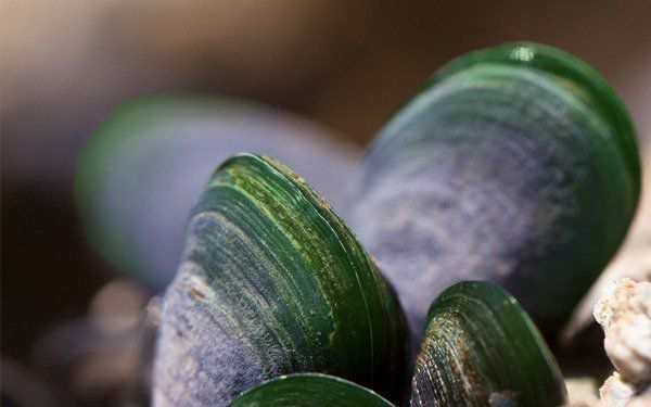 Odoo • Text and Image